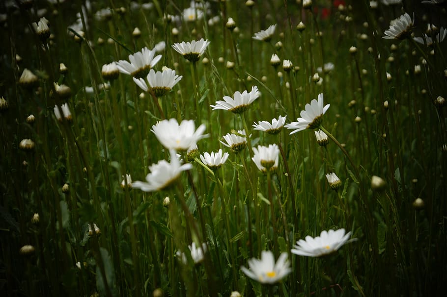 meadow, flowers, plant, flowering plant, white color, beauty in nature HD wallpaper