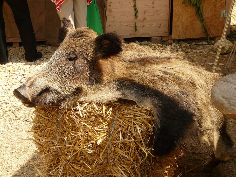 Sow, Boar, Fur, agriculture, livestock, animal themes, one animal HD wallpaper