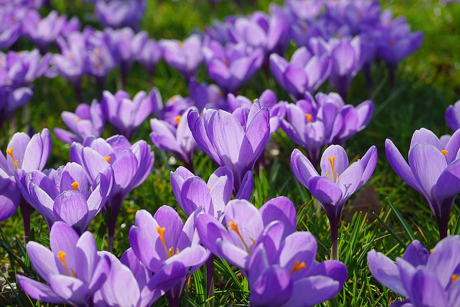 crocus, flowers, plant, spring, frühlingsblüher, violet, purple HD wallpaper