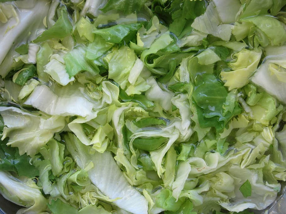endive, salad, vegetables, green, cut, wash, frisch, healthy HD wallpaper