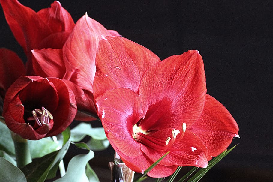 amaryllis, blossom, bloom, red, flower, early, christmas, flowering plant HD wallpaper
