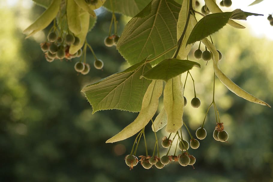 lime, tree, green, season, plant, nature, tea, leaf, plant part HD wallpaper