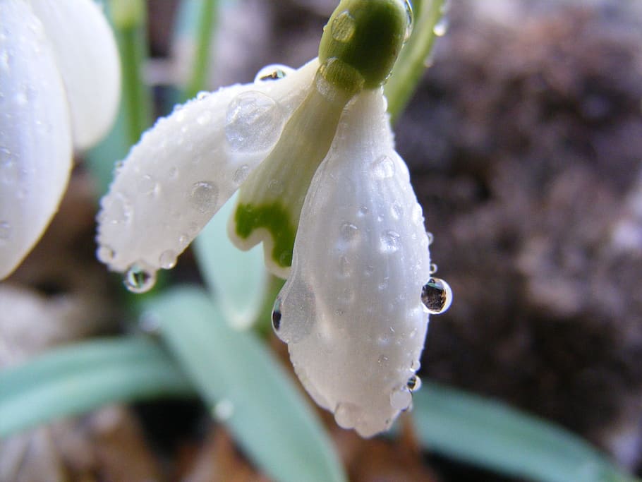 White, Snowdrop, Flower, Spring, Nature, spring flower, plant HD wallpaper