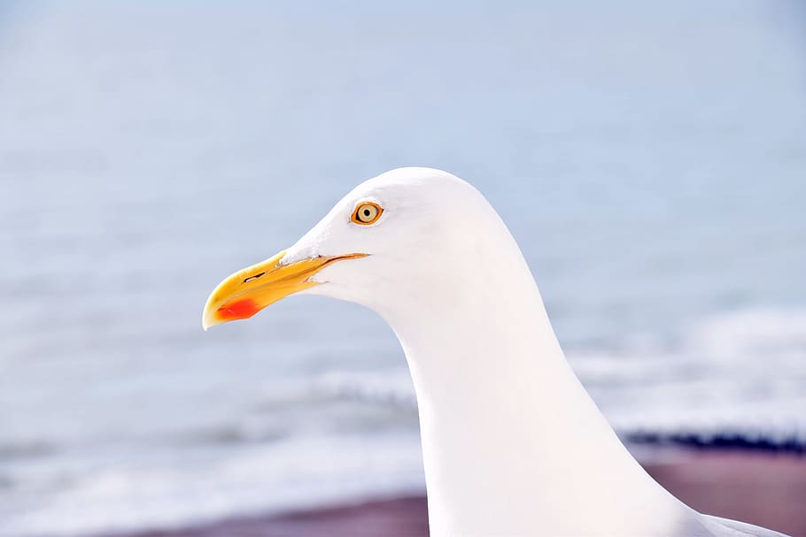 Beach, Animals, Water Bird, silbermöwe, sea, one animal, animal themes HD wallpaper