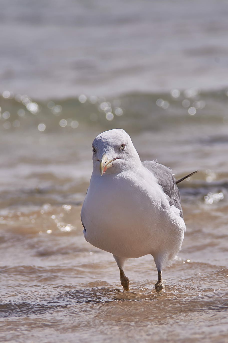 seagull, beach, bird, animal world, nature, animal themes, water HD wallpaper