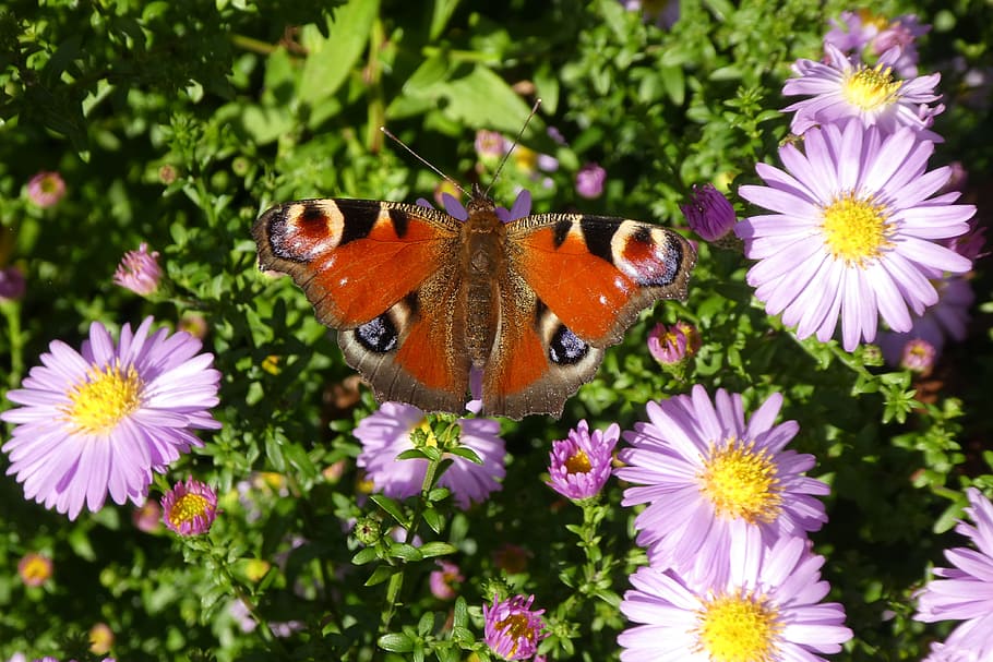 peacock, butterfly, aster, flower, flowering plant, animal themes HD wallpaper