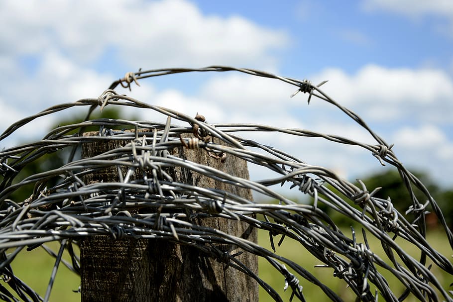 wire, about, cattle, farm, barbs, metallic yarn, security, old wire HD wallpaper