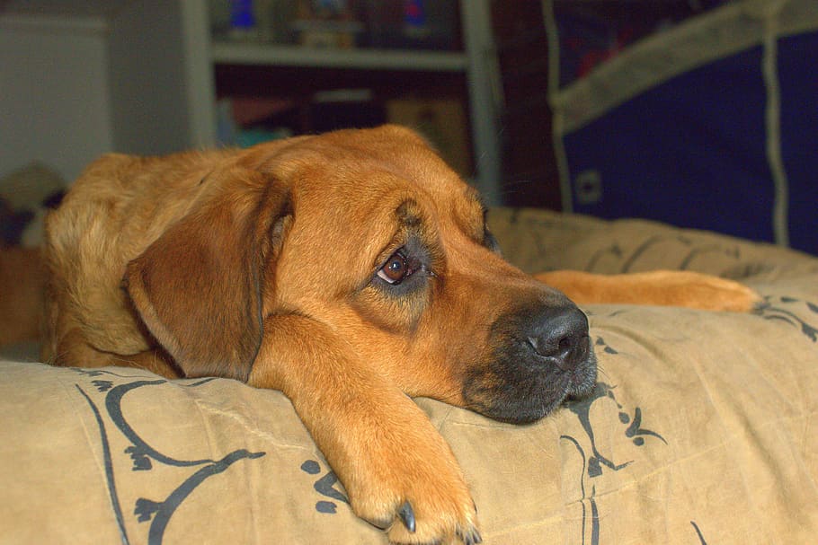 sad, bored, sadness, boredom, alone, loneliness, dog, st weiler HD wallpaper