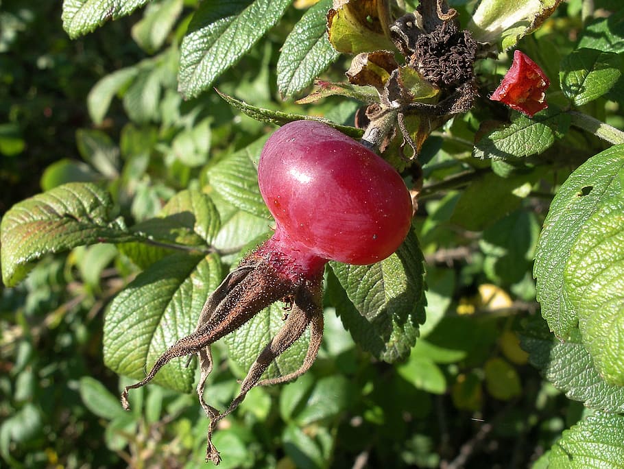 rose hip, fruit, berry, nature, red, leaf, plant, organic, freshness HD wallpaper
