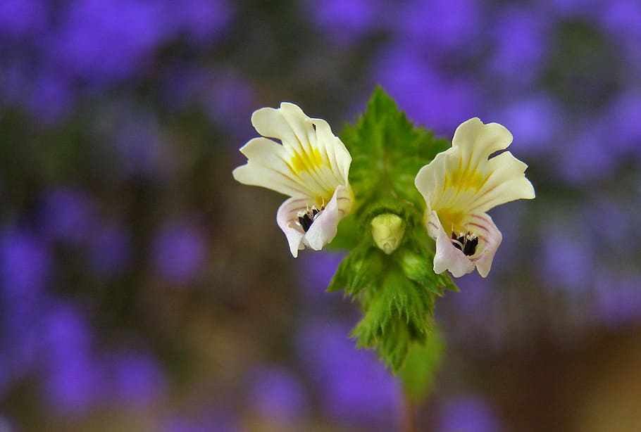 Flower, White, Skylight, Meadow, Macro, skylight meadow, euphrasia rostkoviana HD wallpaper