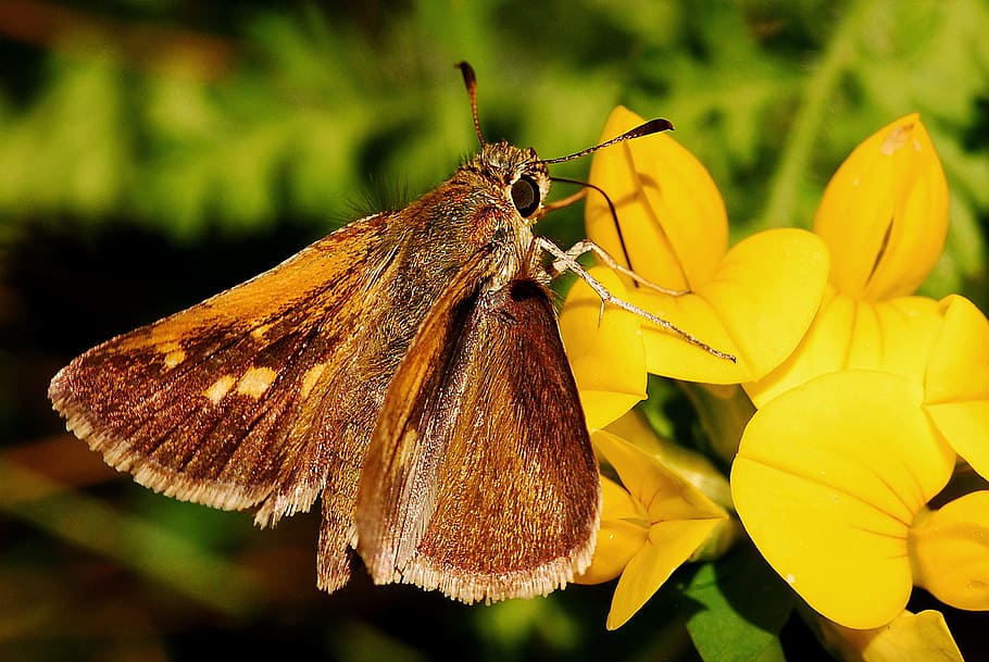 butterfly, skipper, macro, insect, entomology, arthropod, biology HD wallpaper