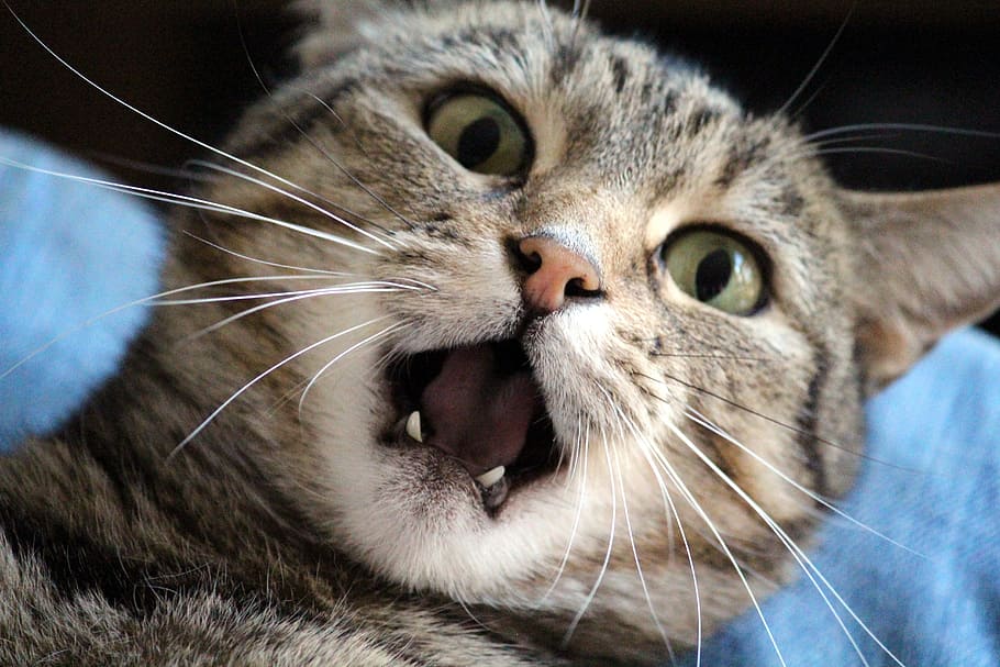 brown tabby cat close-up photo, annoyed, mauzen, teeth, stress