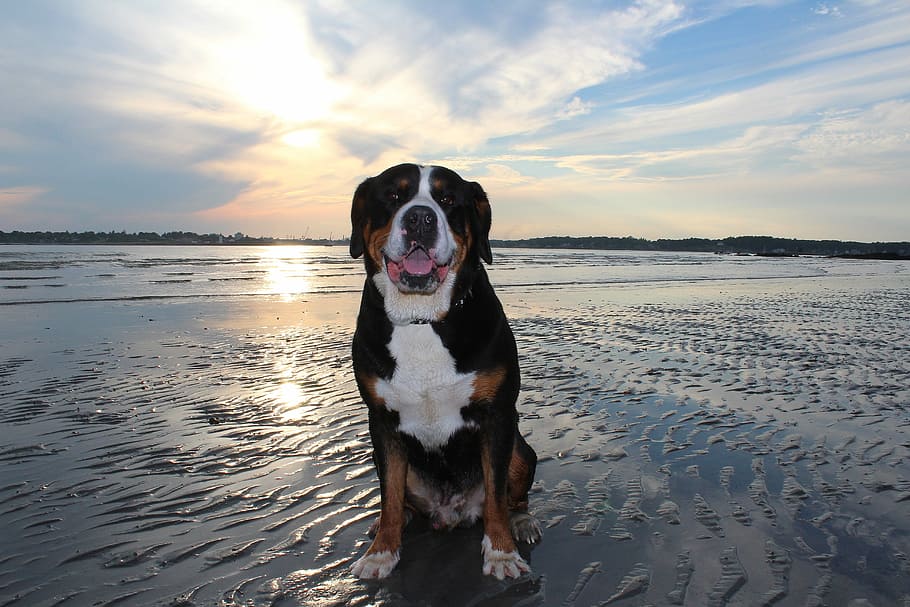 Dog, Ocean, Beach, Pet, Nature, summer, breed, pets, sea, sky HD wallpaper