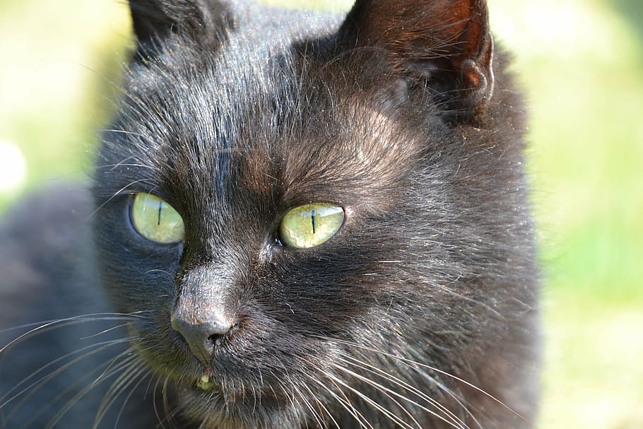 close-up photo of black cat, view, domestic Cat, animal, pets HD wallpaper