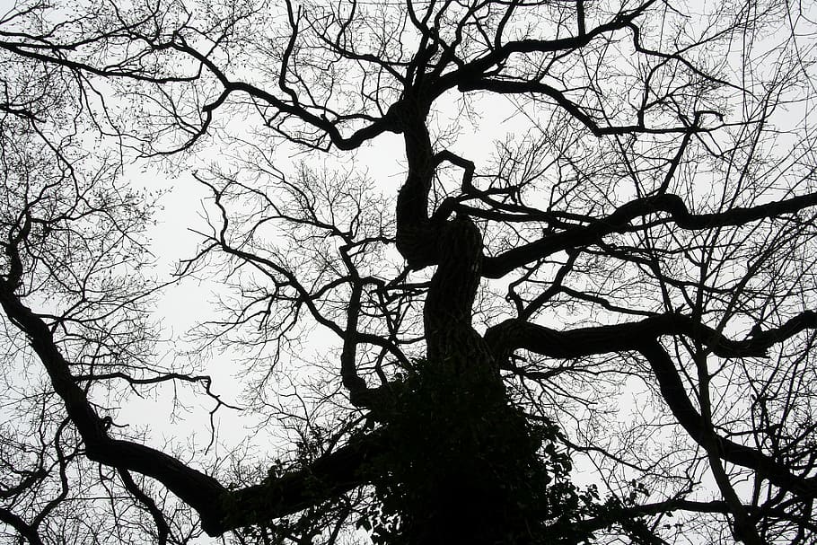 tree, light, sky, against the light, nature, contrast, branch HD wallpaper