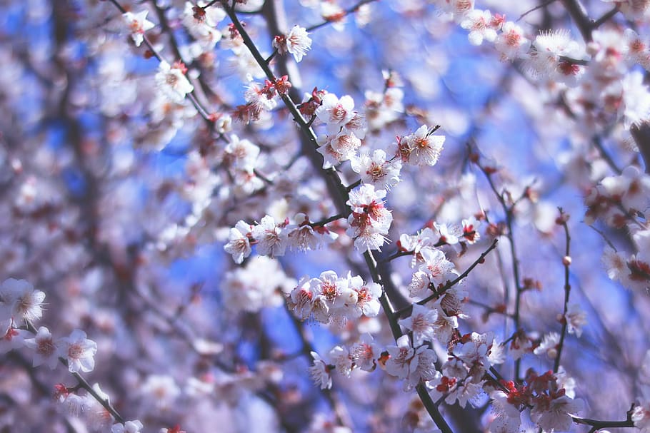 selective focus photography of white petaled flowers during daytime HD wallpaper