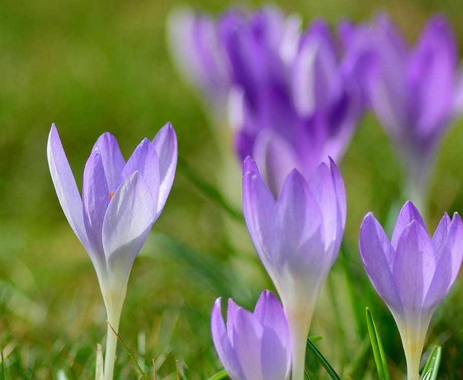 crocus, close, frühlingsblüher, violet, flower, purple, nature HD wallpaper
