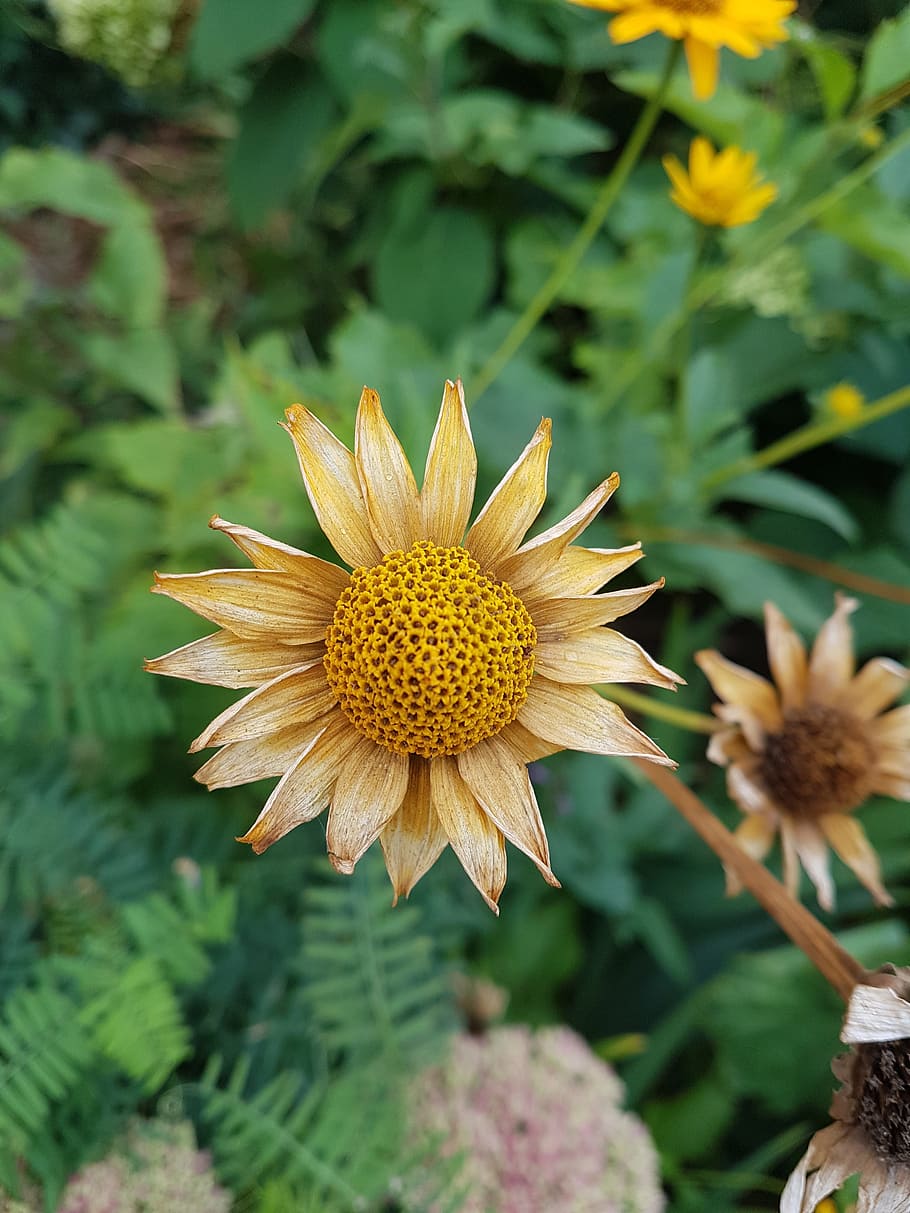 bloom, botany, bouquet, bright, bud, color, day, green, growth HD wallpaper