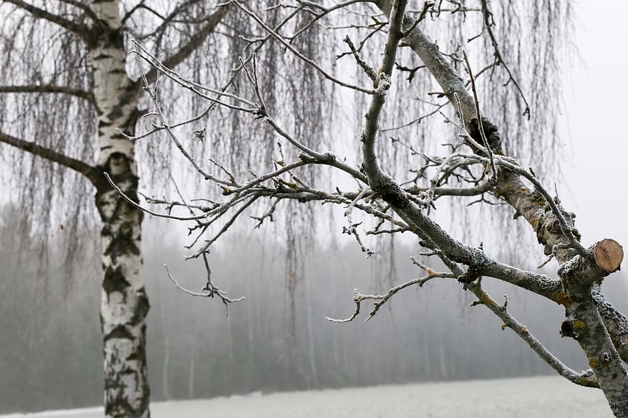 tree, nature, winter, cold temperature, branch, snow, bare tree HD wallpaper