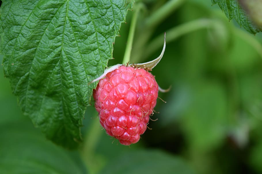 Raspberry, Nature, Food, Fruit, red, fresh, healthy, sweet HD wallpaper