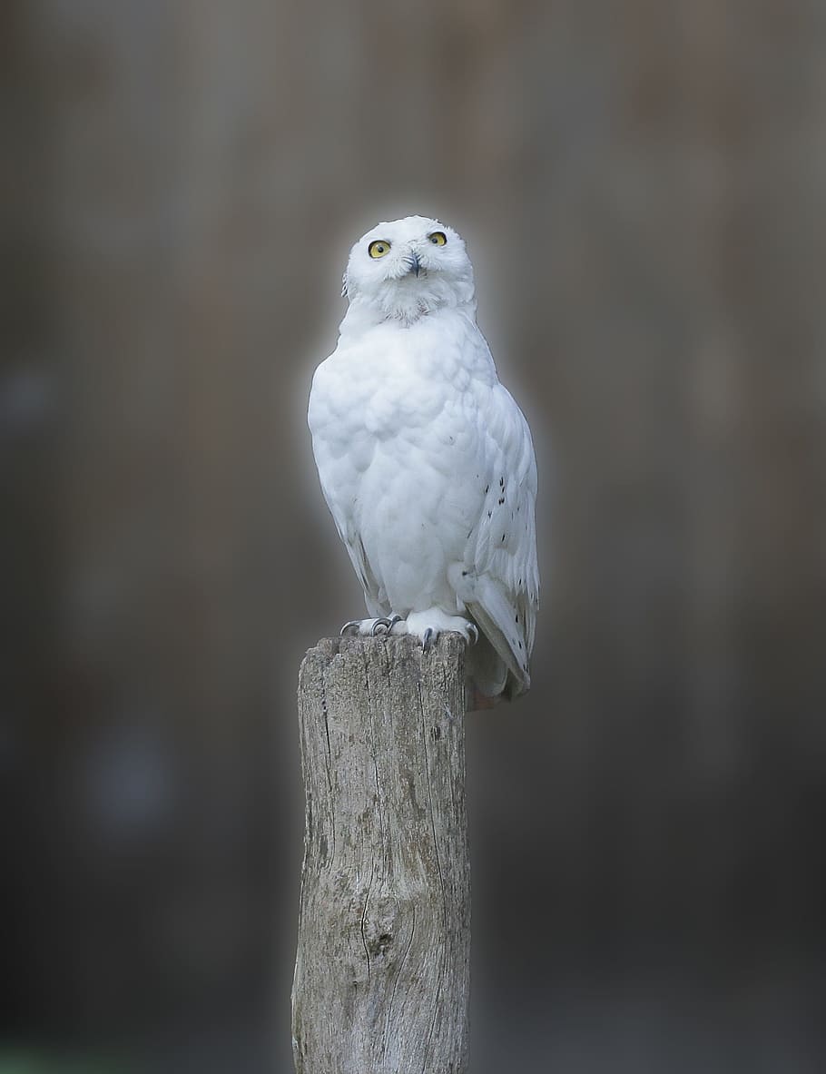 white owl on brown trunk, snowy owl, bird, animal recording, mystical