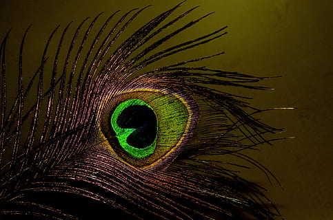 peacock feather, dark, bird, animal, multi Colored, backgrounds HD wallpaper