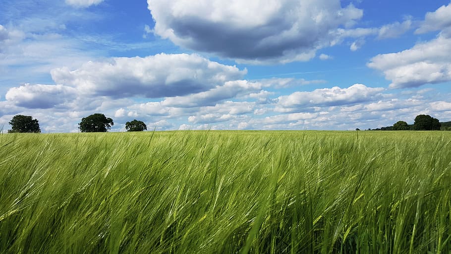 field, pasture, farm, panoramic, grass, cloud - sky, crop, landscape HD wallpaper