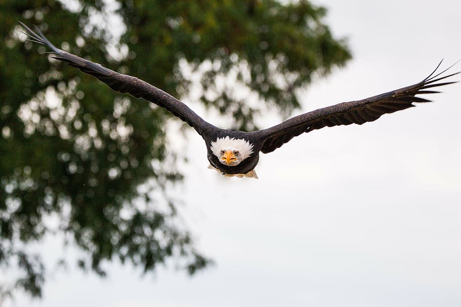 flying eagle under daytime sky, in flight, approach, haliaeetus leucocephalus