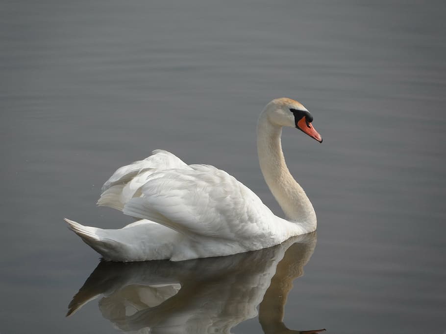 white swan in river during daytime, duck, bird, nature, animal HD wallpaper