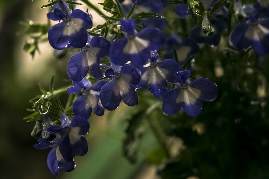 purple and white flowers, rain, spring, drops, nature, flowering plant HD wallpaper