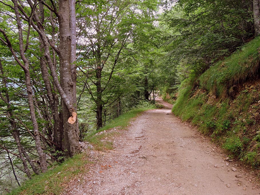 trail, hiking, mountain, walk, veneto, italy, val fraselle, HD wallpaper