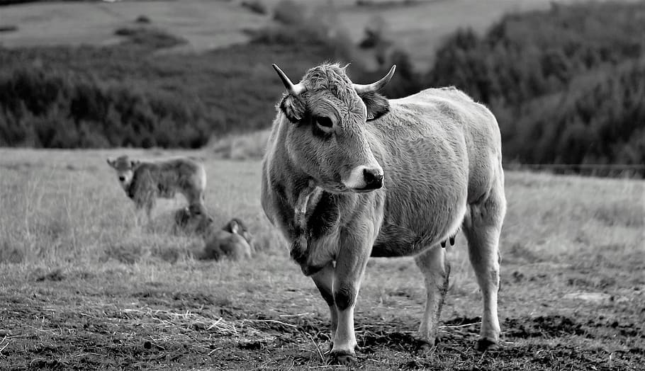 grayscale photography of bull standing on grass field, animals, HD wallpaper