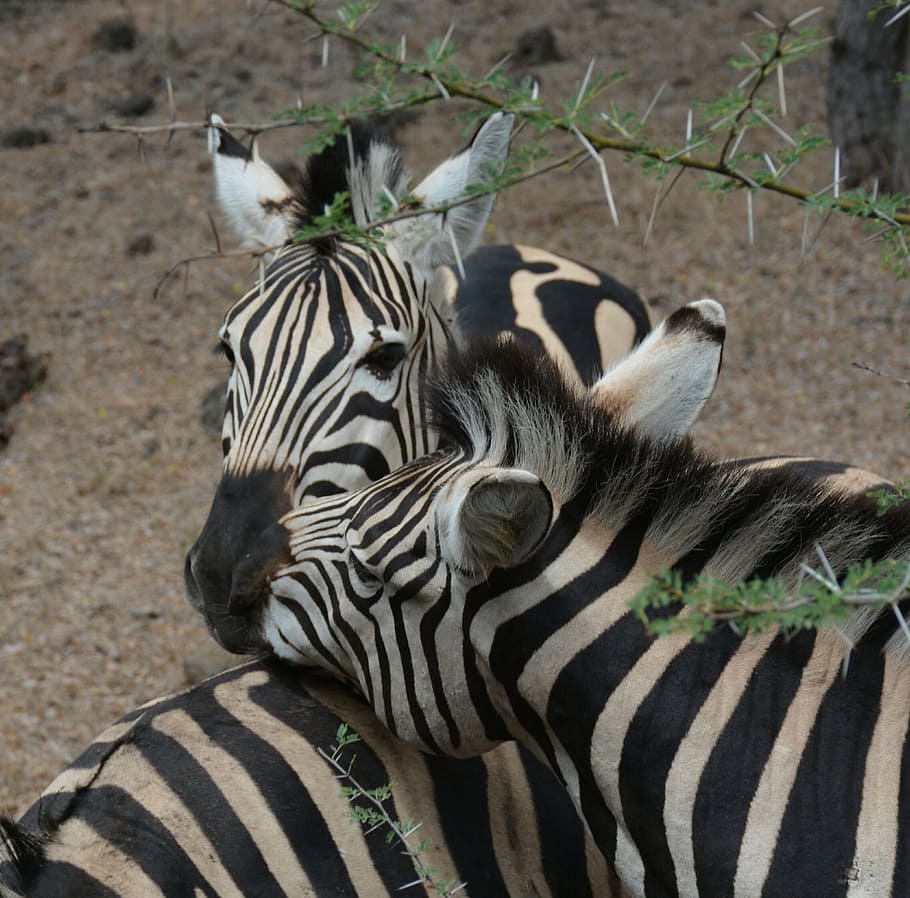 Zebra, Casella, park, animal wildlife, striped, animals in the wild HD wallpaper