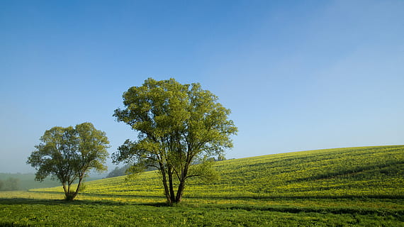 two green trees on green grassy hill under blue skies, grass field HD wallpaper
