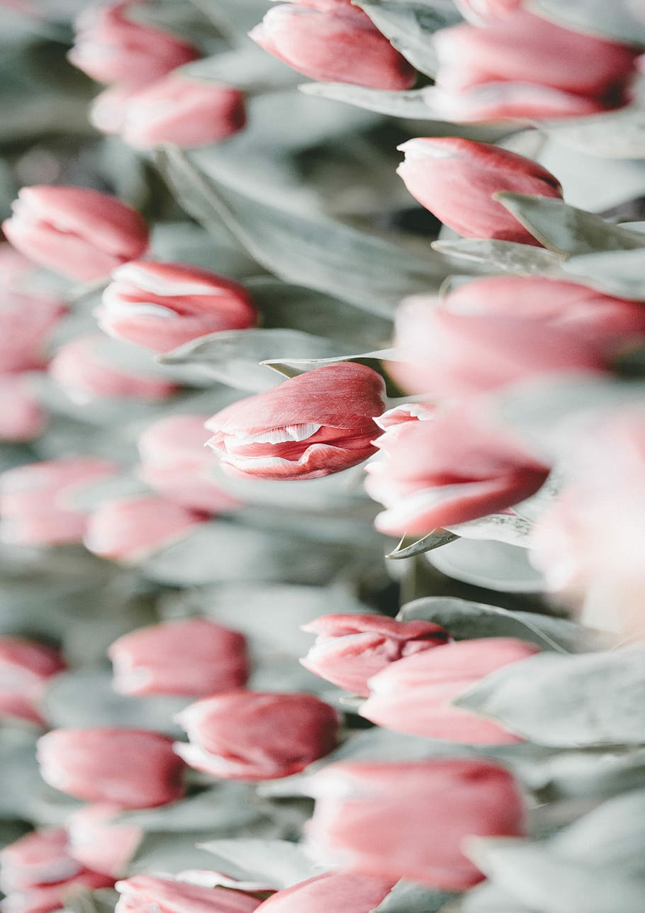 red tulips flowers, red tulip flowers, pink, bloom, bouquet, flowering plant HD wallpaper