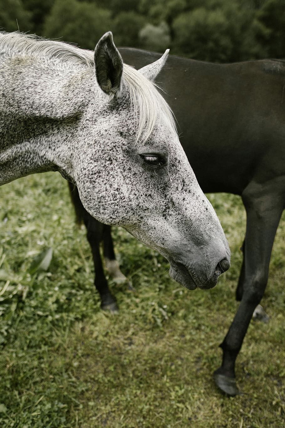 close up photography of horse's head, photo of white and black horse HD wallpaper
