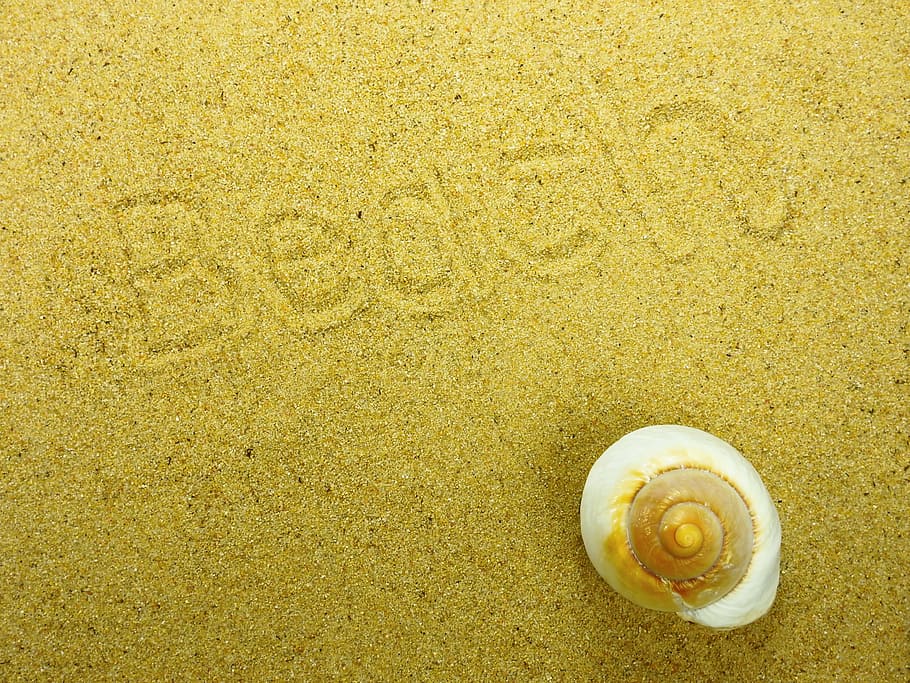 sand, beach, shell, nature, summer, background, map, greeting card HD wallpaper