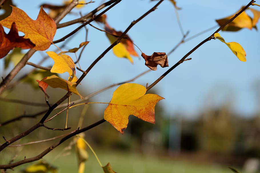 tree, leaf, outdoor, nature, fall, branch, plant, season, no person HD wallpaper