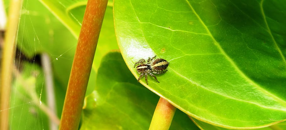 insect, garden, spider hunter, animal themes, leaf, animal wildlife HD wallpaper