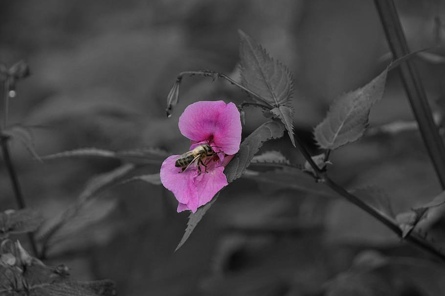 flower, bee, pink, blossom, bloom, nature, effect, color, plant HD wallpaper