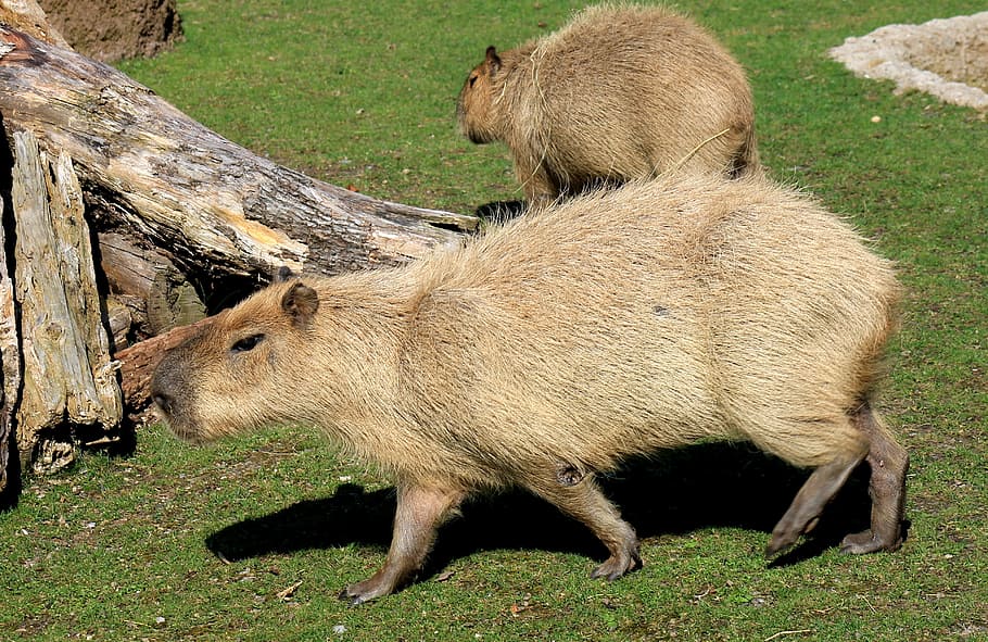 Capybara, Rodent, Zoo, animal wildlife, grass, animals in the wild, HD wallpaper