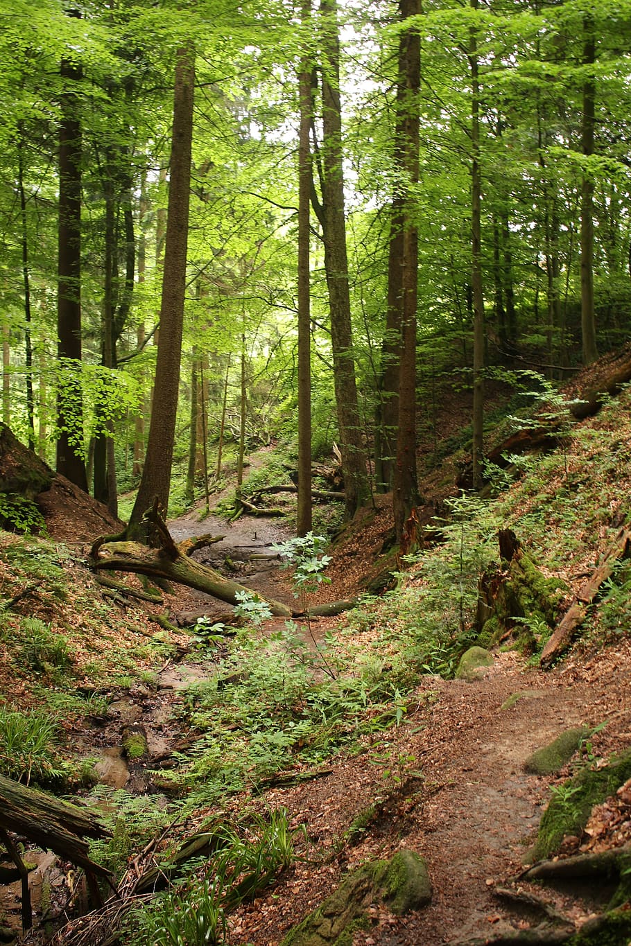 forest, trees, nature, landscape, forests, sunlight, leaves HD wallpaper