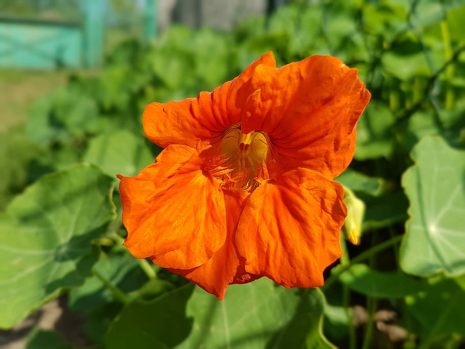Nasturtium, Flowers, Summer, plant, orange color, nature, growth HD wallpaper