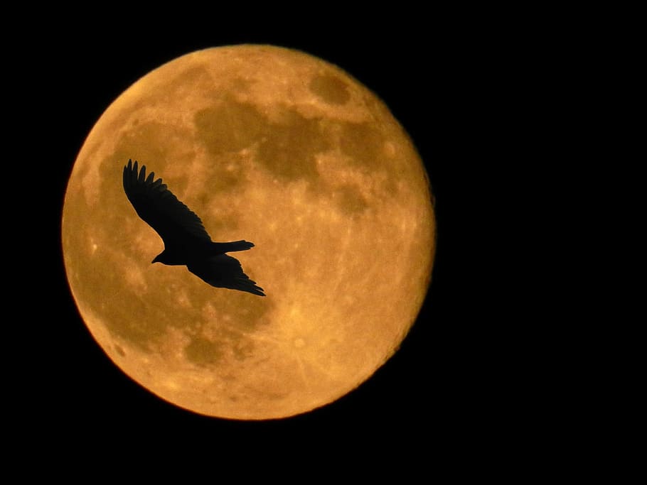 silhouette of bird flying through full-moon, supermoon, hawk, HD wallpaper