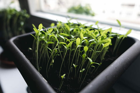 Growing herbs at home, growth, plant, freshness, nature, gardening HD wallpaper