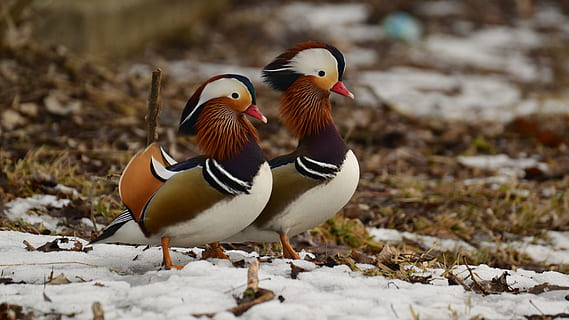 mandarins, snow, beach, animal themes, bird, animal wildlife HD wallpaper