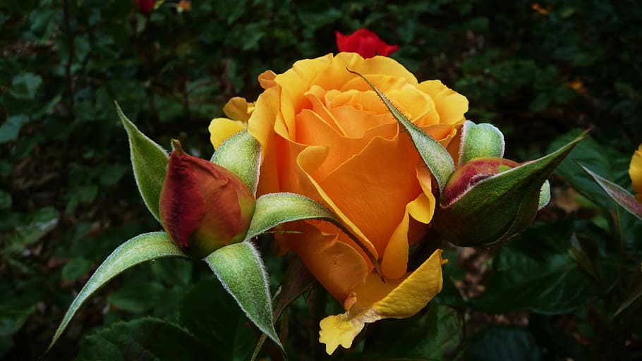 Orange, Roses, Buds, Blooming, opening, petals, morning, dark HD wallpaper
