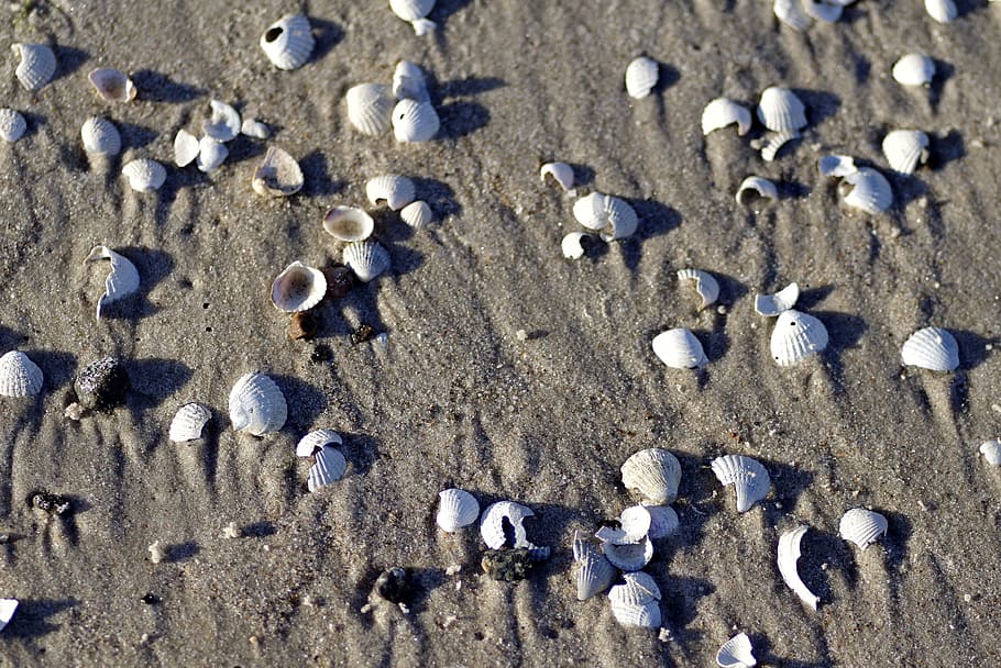 shells, a lot, scallop, sea, sand, beach, souvenir, white, mussels HD wallpaper