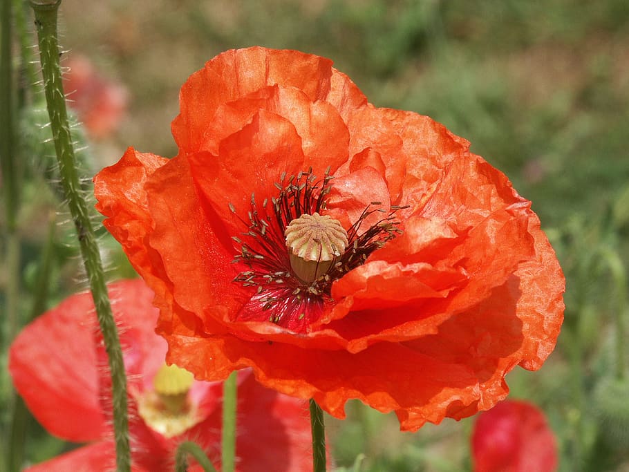 poppy, flower, red, spring, garden, flowering plant, petal HD wallpaper