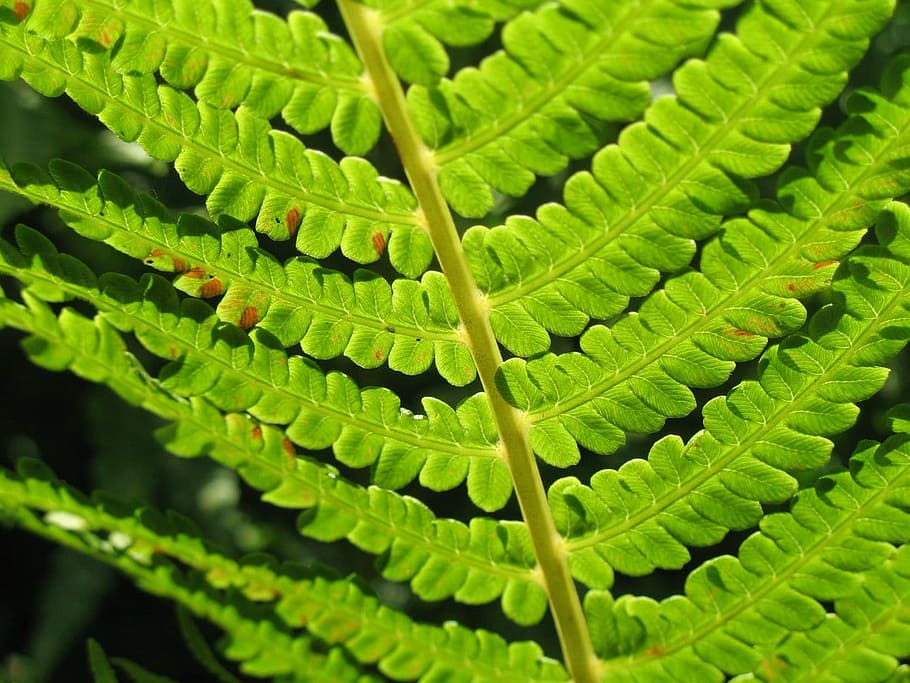 Fern, Macro, Green, Leaf, Leaf, Stem, Leaves, flora, detail HD wallpaper